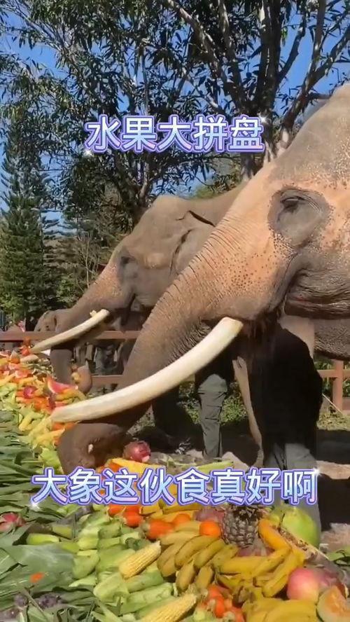 大象视频福利在线观看,在线观看，畅享视听盛宴