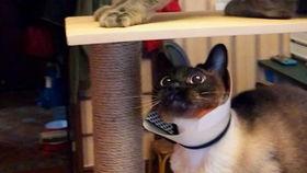 猫 在线视频 福利